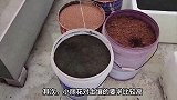 小丽花的养殖方法和注意事项