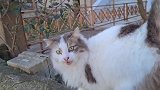 是一只漂亮的流浪猫还不怕人