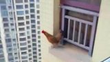 鸡站在高楼外一跃而下，原来鸡是会飞的