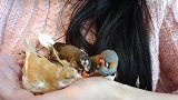 什么人养什么鸟，美女就爱养小文鸟
