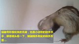 实拍猫鼬捕杀老鼠，冲进笼子一刻，就知啥叫逆天！