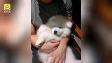 好害羞！汪星人控制不住记几小耳朵
