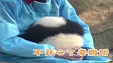 熊猫宝宝：俗话说撒娇女人最好命，哼撒娇熊熊也是最好命！