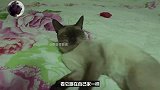 猫咪在家半年都没进食过，身体却还健壮如牛，这究竟是怎么回事？
