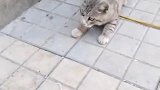 猫：你干啥，这是我抓的老鼠，你快还给我！