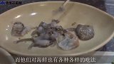 日本人吃海鲜到底多疯狂？“章鱼蛋”直接拿来生吃！最后不淡定