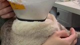 你们快看，这猫头上长了个莲蓬，还是会冒烟的那种