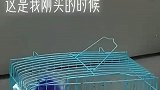 女子在夜市上买的彩色小鸡