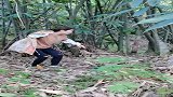 今天和奶奶回了老家斩大头笋。