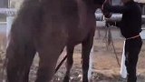 搞笑视频：驯马开始了