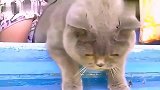 猫咪和二哈鬼混了一个上午，回家性情大变，莫非二哈上身？