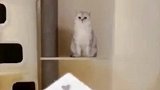 猫咪也有猫咪界的神啊