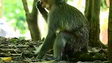 死里逃生的小猴仔，大腿血迹斑斑，捡回一条命
