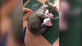 小猴子太可爱了，抱着自己的孩子，一直在整理衣服！