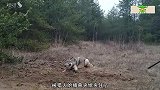 野狼被夹住，男子冒死相救，镜头拍下全过程