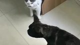 喵：抢我吃的，找打！网友：狗竟然打出了猫的气势！