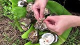 农家大妹子今天用活牡蛎钓鱼，钓饵入水就抢，妹子中鱼不断