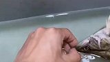 男子在鱼缸放入新的鱼，差点就被其他鱼吃掉