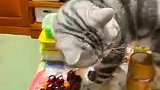 猫：这是啥东西，我来尝尝好吃不！