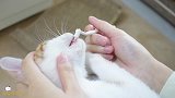女主人给2只猫刷牙，一顿操作猛如虎，灰猫连连作呕