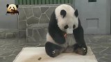 熊猫旦旦低着脑袋，小口小口吃手中的胡萝卜，好乖巧的样子