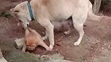 狗宝宝受了伤，狗妈妈正在努力带它离开，母爱真是伟大啊