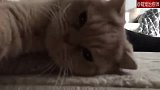 主人准备自拍锻炼视频，猫咪却出现在镜头前：什么东西！