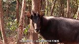 浙江老汉发现一只“四不像”，村民们没见过，专家：马上封锁村庄