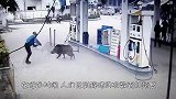 老头故意挑衅野猪，一棍子打下去，下一秒转头就开始疯狂逃命！
