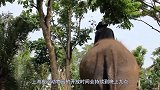 我国最个性动物园，只在夜间开放，门票价格还会打折