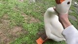 在野外千万别乱搭讪大鹅