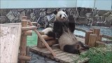 大熊猫妈妈坐地上猛吃，宝宝只好自娱自乐