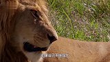 4只雄狮欺负1只母狮，按在地上撕咬！它到做了什么