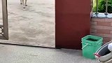 大狗带小狗偷溜出去玩，结果回家时被奶奶当面抓包！