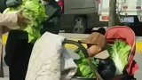 这大概就是娃娃菜吧