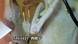 广西南宁：男子将电热棒放塑料盆里炖鸭