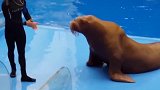 这只海狮真的聪明又可爱，好厉害啊！