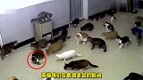 出门没看黄历，老鼠误闯猫舍四面八方全是敌人！这下插翅也难逃了