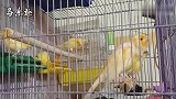 养鸟：养一只金丝雀是享受，养一群，听听鸟叫声是什么感觉？