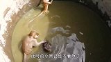 贪玩的小猴不慎掉入水池！母猴以身试险营救，母爱真是太伟大