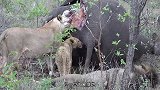 4只鬣狗围攻老花豹，本以为花豹在劫难逃，结局让人没想到！