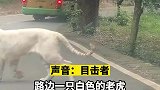 游客拍到动物园白虎咬车，目击者：咬完就冲我的车来了