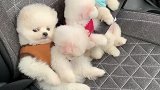 趁车主不在，真的好纠结……竟然用这个小眼神看我，是瞧不起我吗