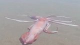 三米长巨型鱿鱼出现在日本海滩，网友们表示隔着屏幕馋了