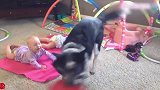 宝宝在地上趴着，大狗在地上接飞盘，宝宝们被逗得十分开心！