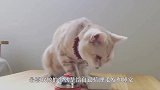 猫咪很可爱，可是你见过这样的猫咪吗，简直不要太搞笑
