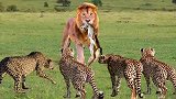当猎豹遇到狮子，同为顶级掠食者，猎豹竟然毫无反抗之力！