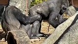 想不到大猩猩们的感情竟然这么好