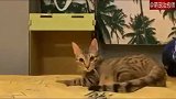 网友家的猫可以连续做好几次前滚翻，好厉害！