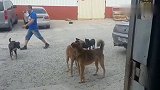 狼犬怒目相对，撕咬扭打在一起！几只宠物狗火速围观看戏